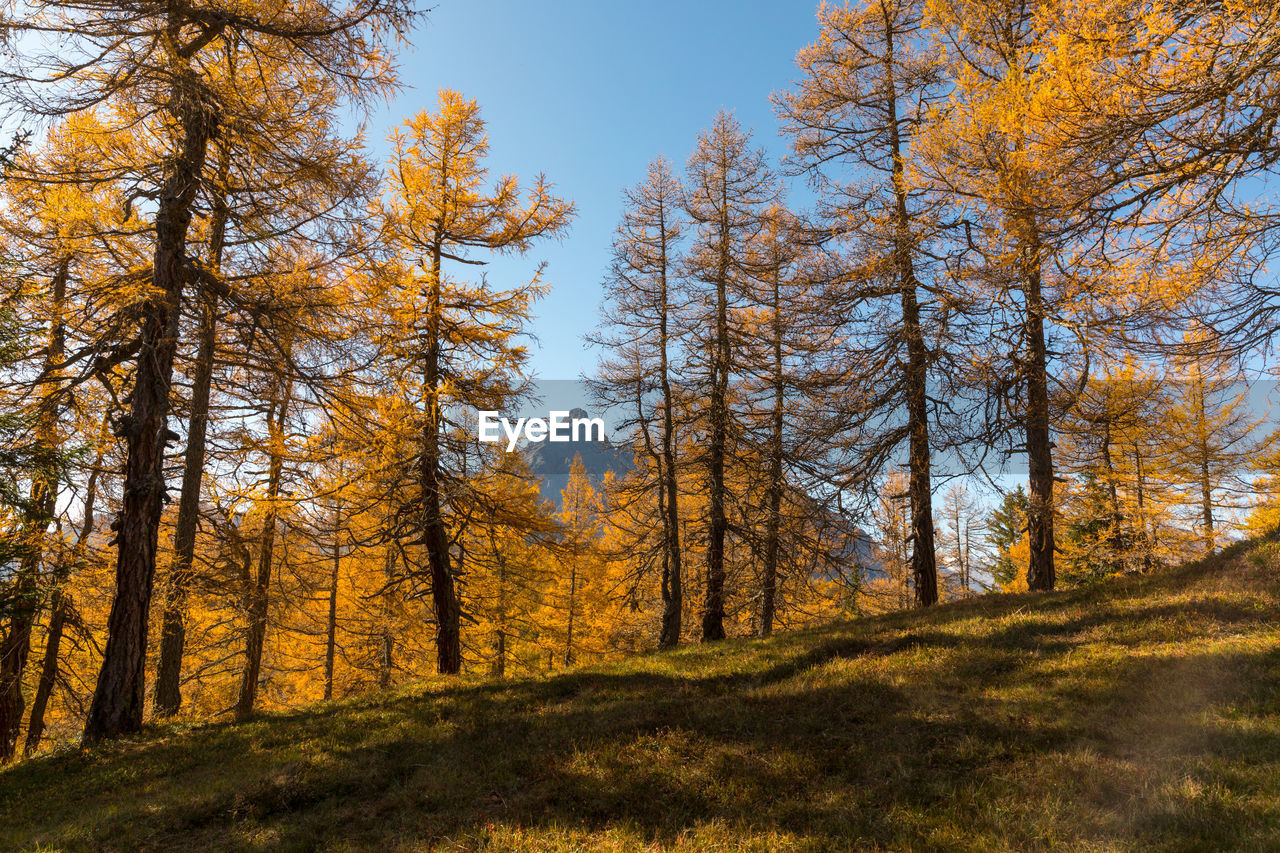 Trees in forest during autumn