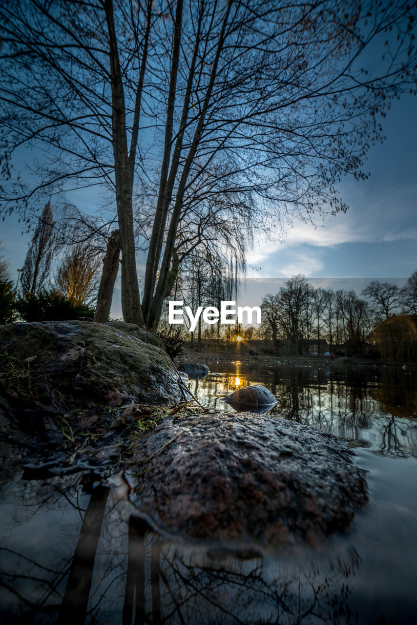 BARE TREES ON LAKE DURING WINTER