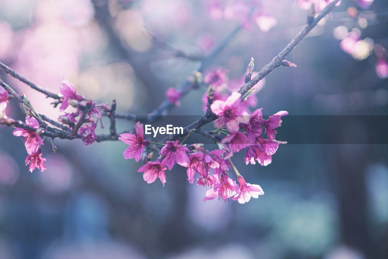 Close-up of pink cherry blossoms in spring