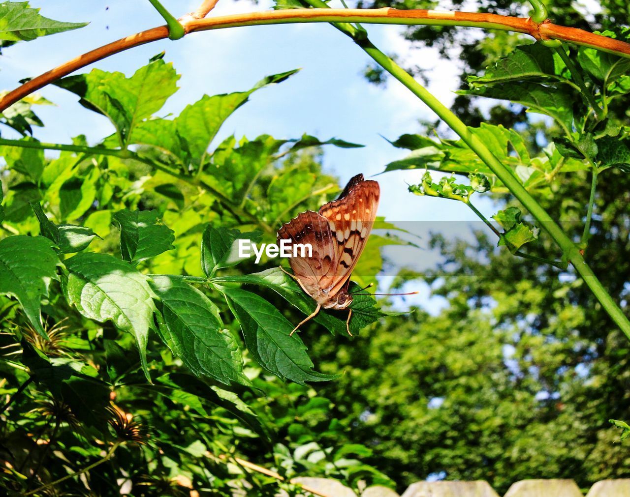 Close-up of butterfly perching on leaf