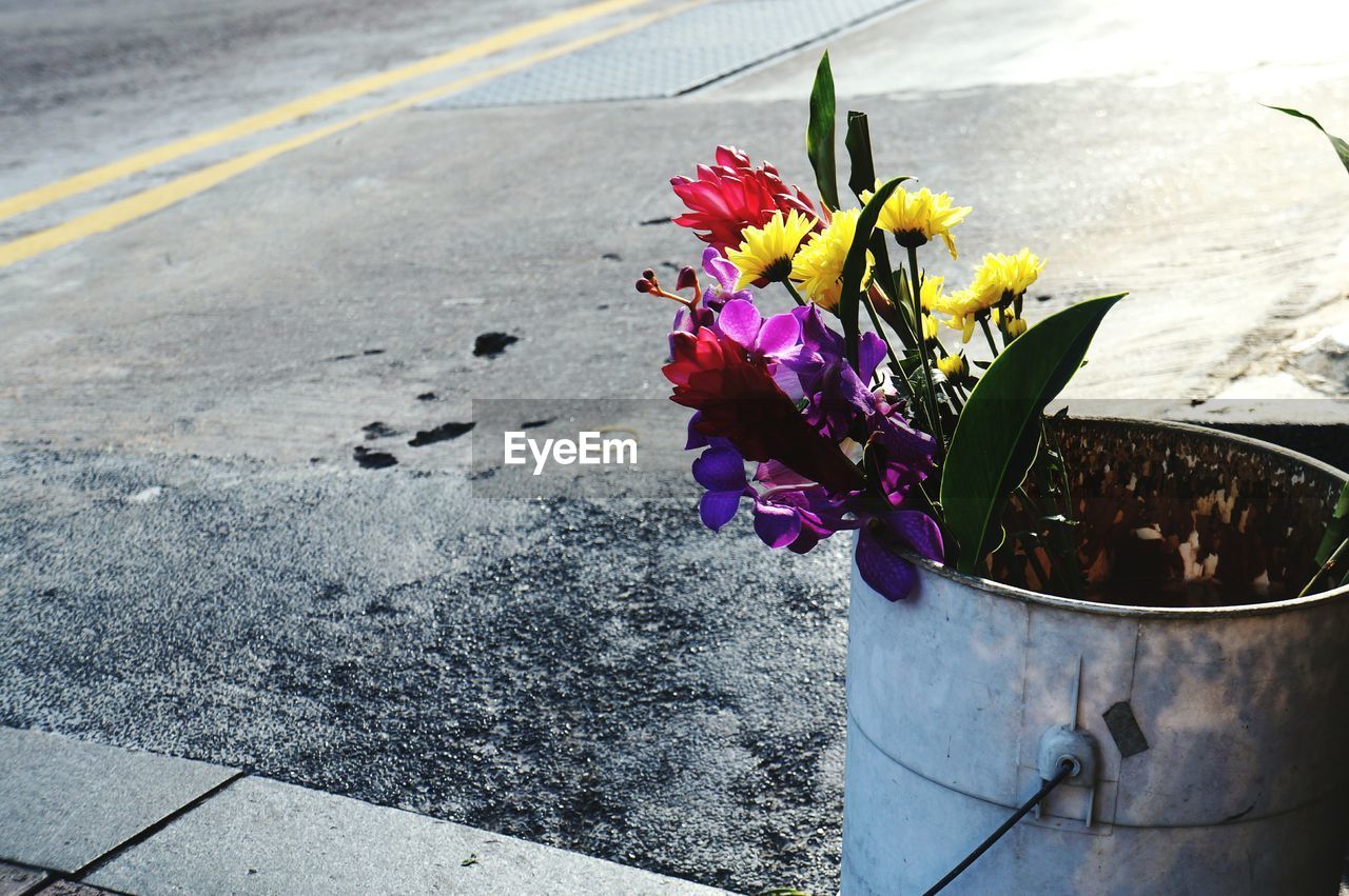 Close-up of yellow flower on sidewalk