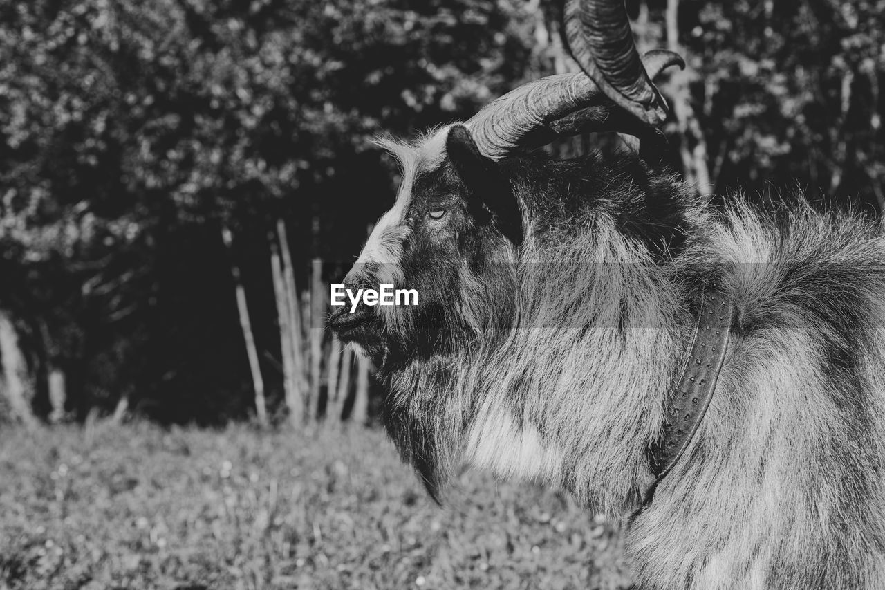 Portrait of a male goat in black and white