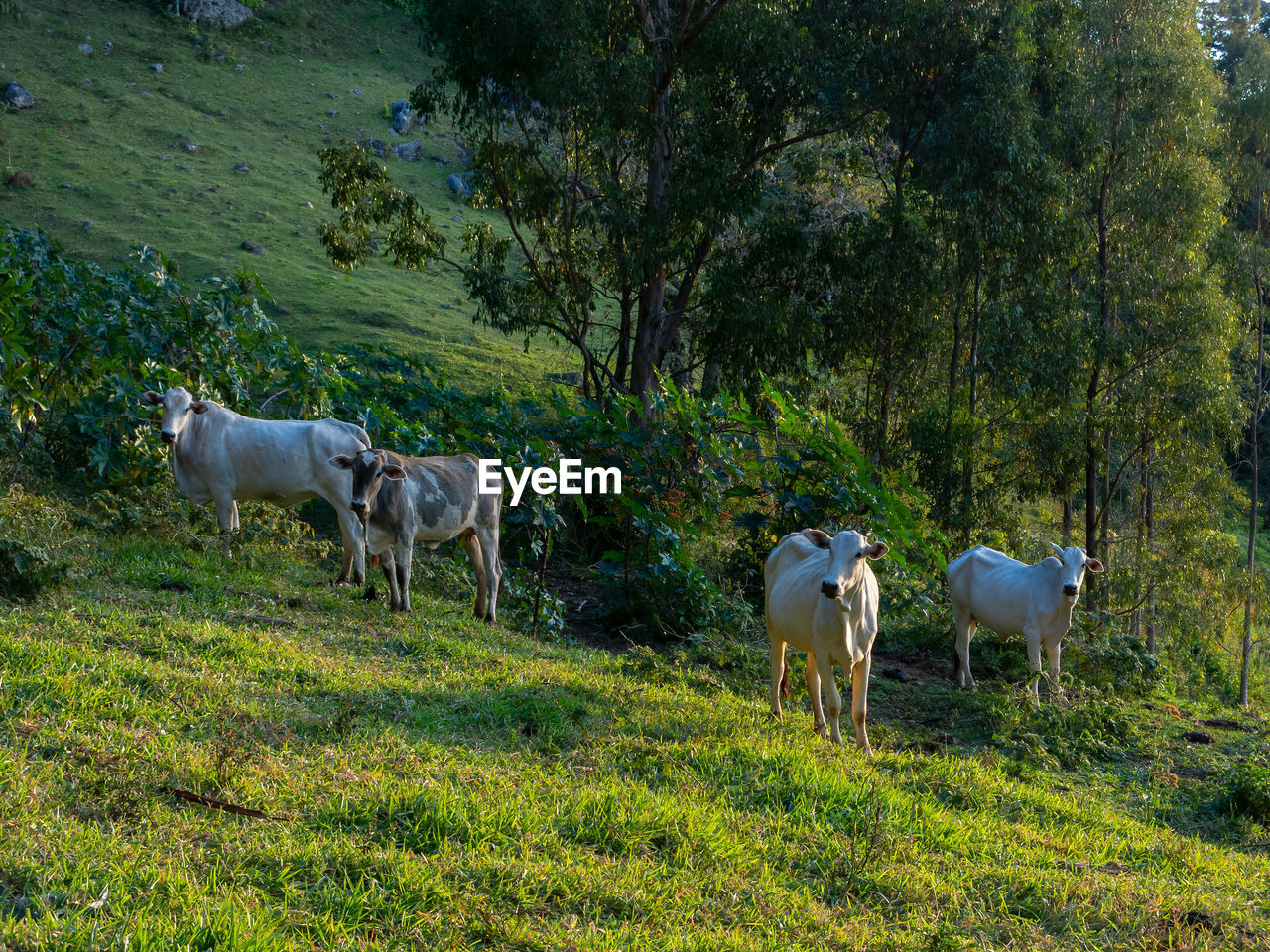 COWS GRAZING IN FIELD