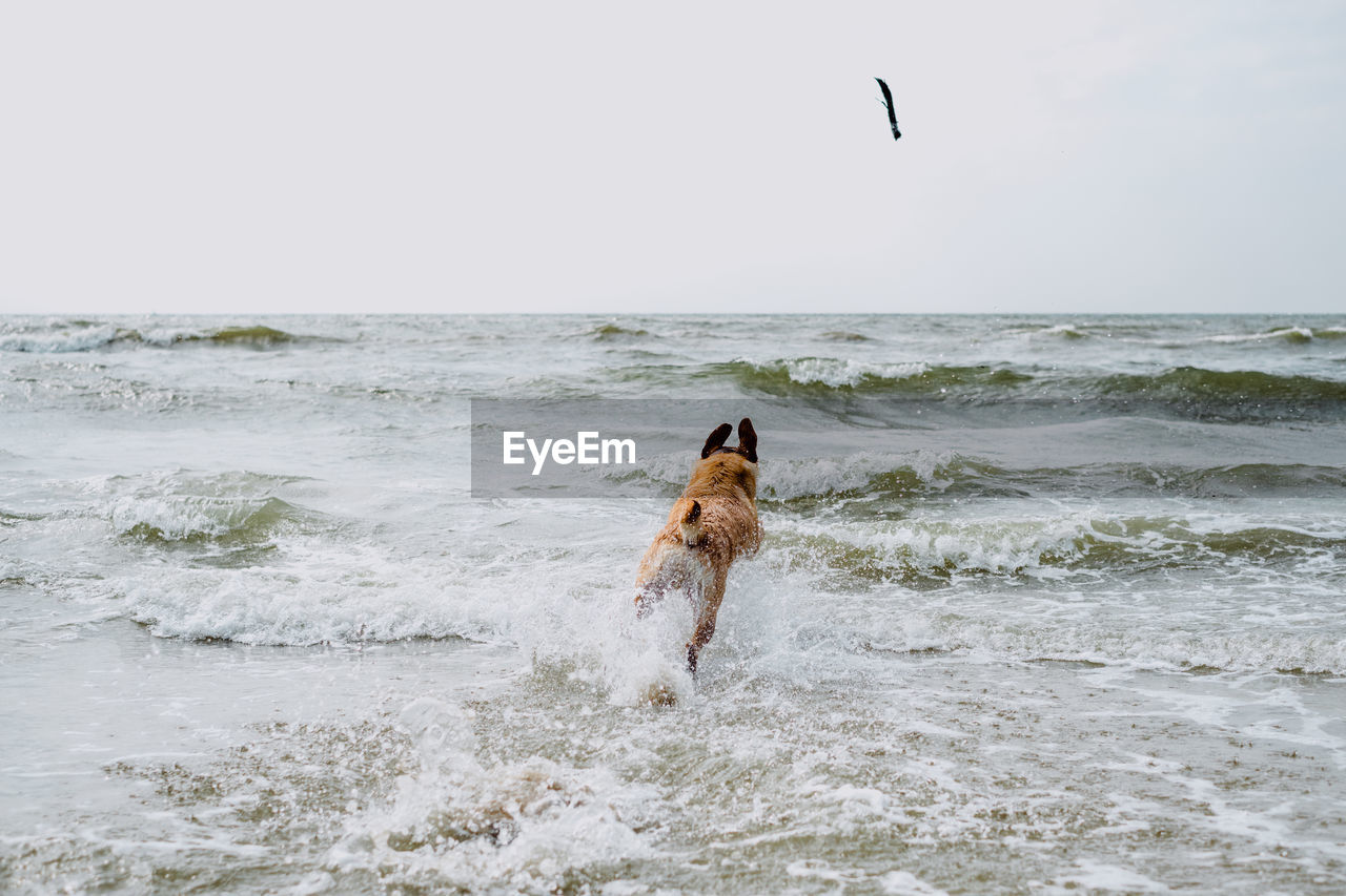 Dog retrieves stick on beach