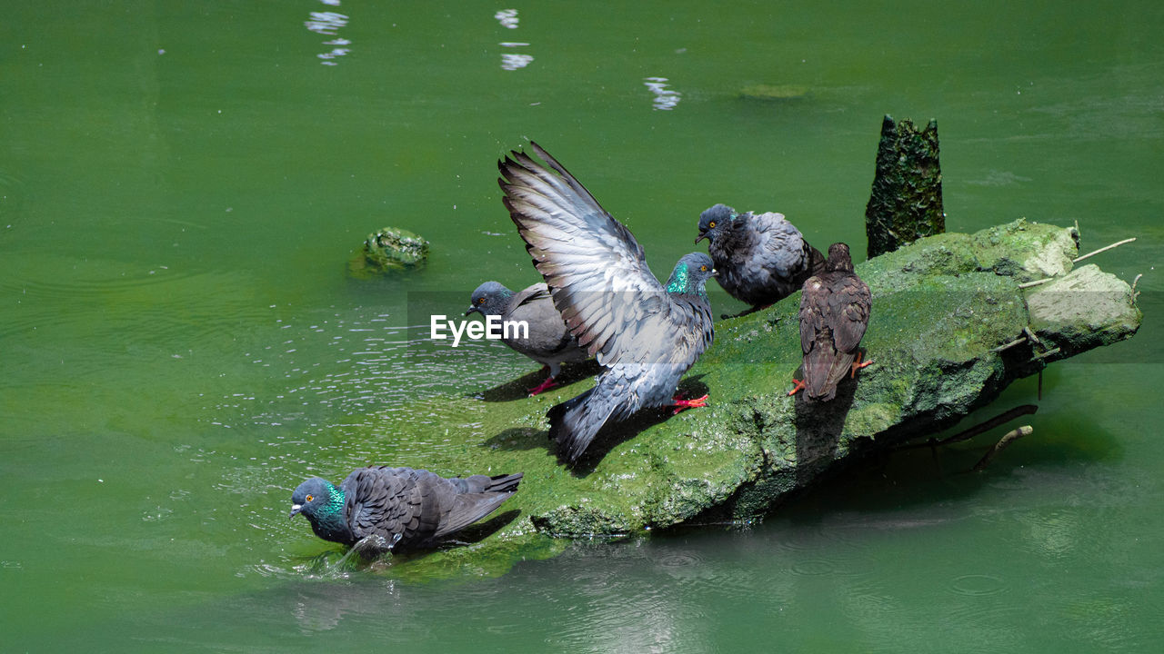 HIGH ANGLE VIEW OF DUCK IN LAKE