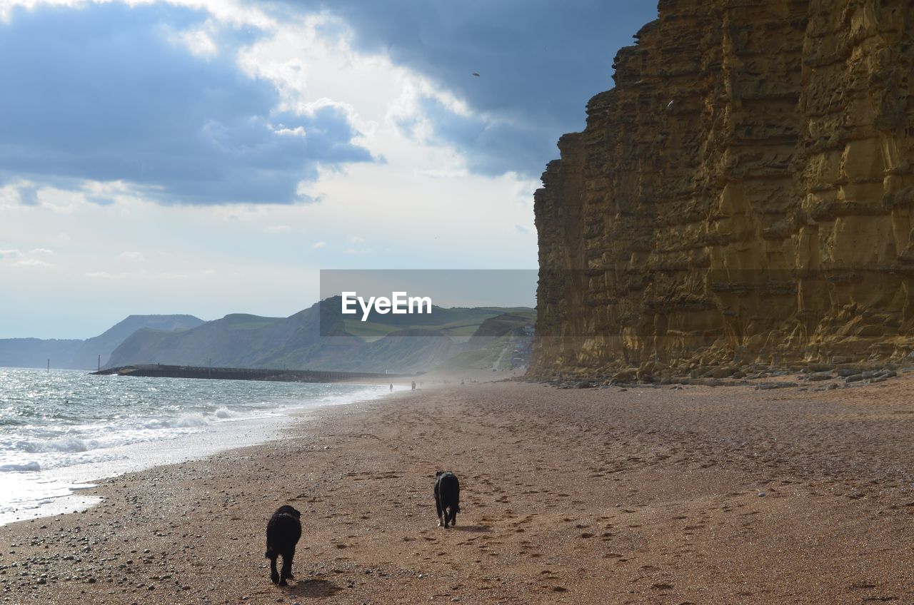 DOG AT BEACH AGAINST SKY