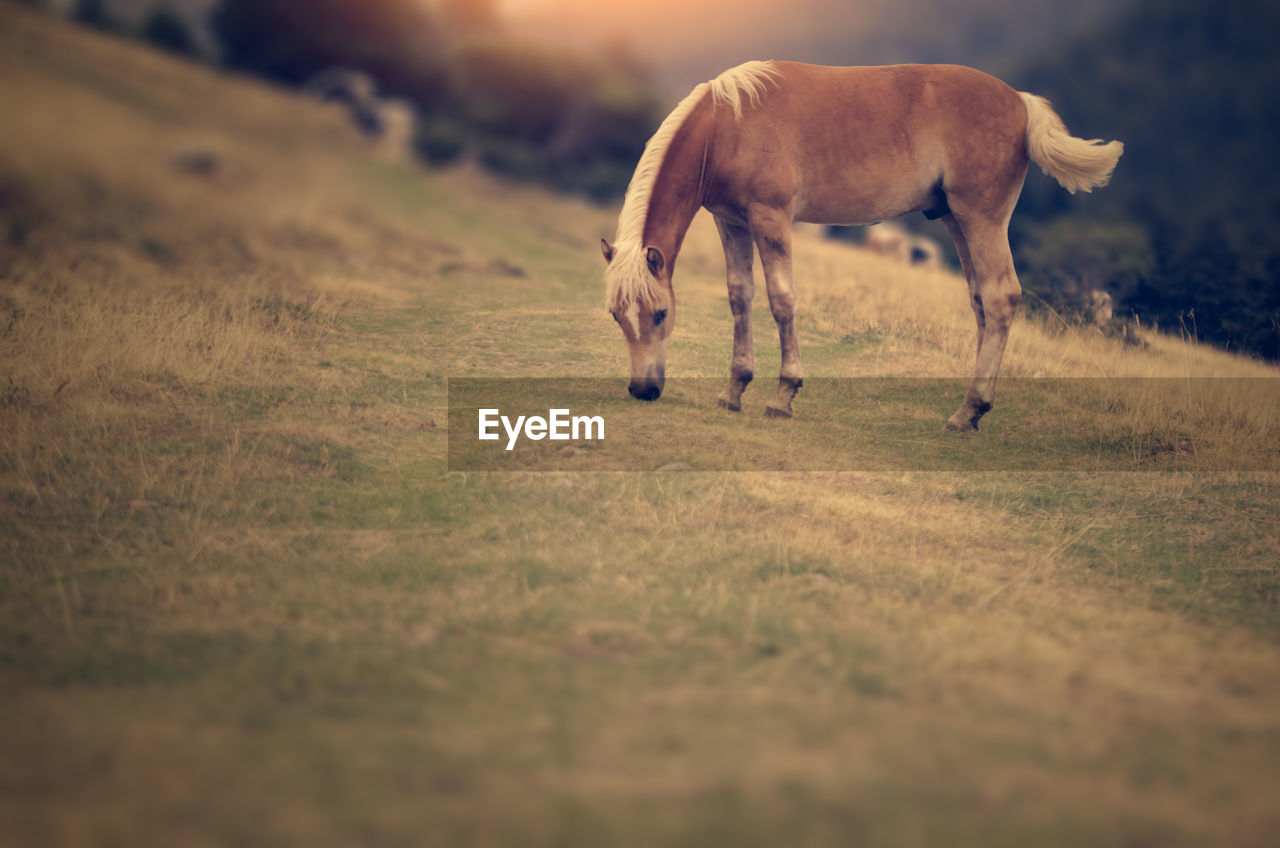 VIEW OF HORSE GRAZING IN FIELD