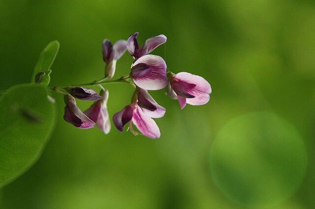 CLOSE-UP OF PINK FLOWERS BLOOMING OUTDOORS