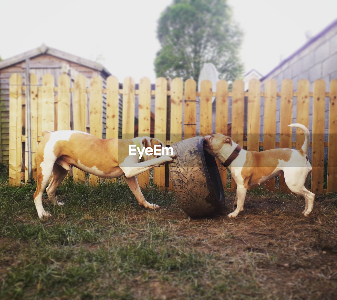 HORSES IN A FIELD