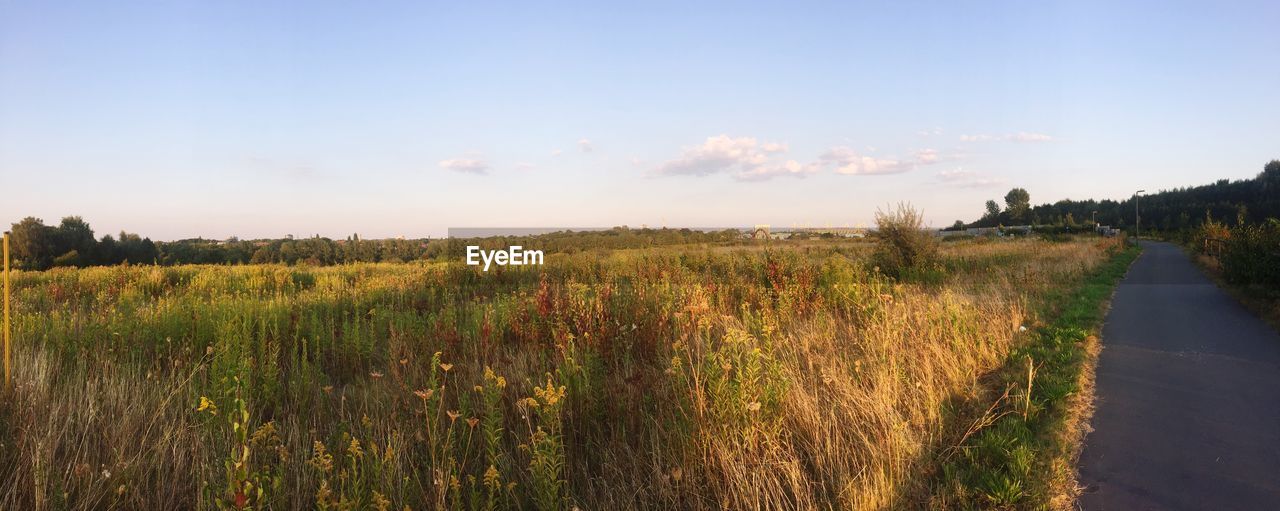 SCENIC VIEW OF FIELD