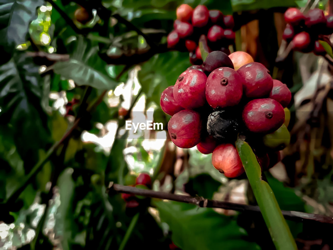 Close-up of red berries growing on tree