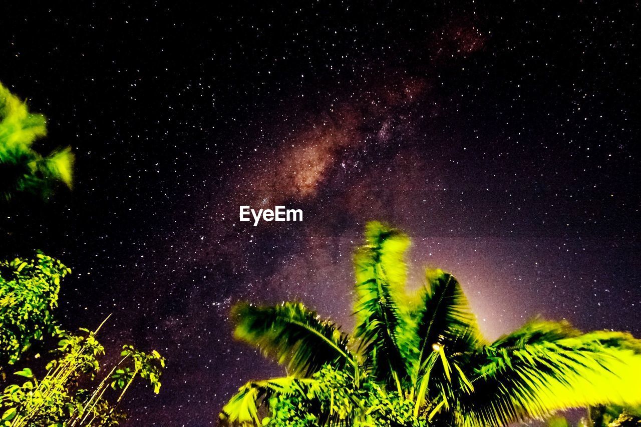 LOW ANGLE VIEW OF TREES AGAINST SKY