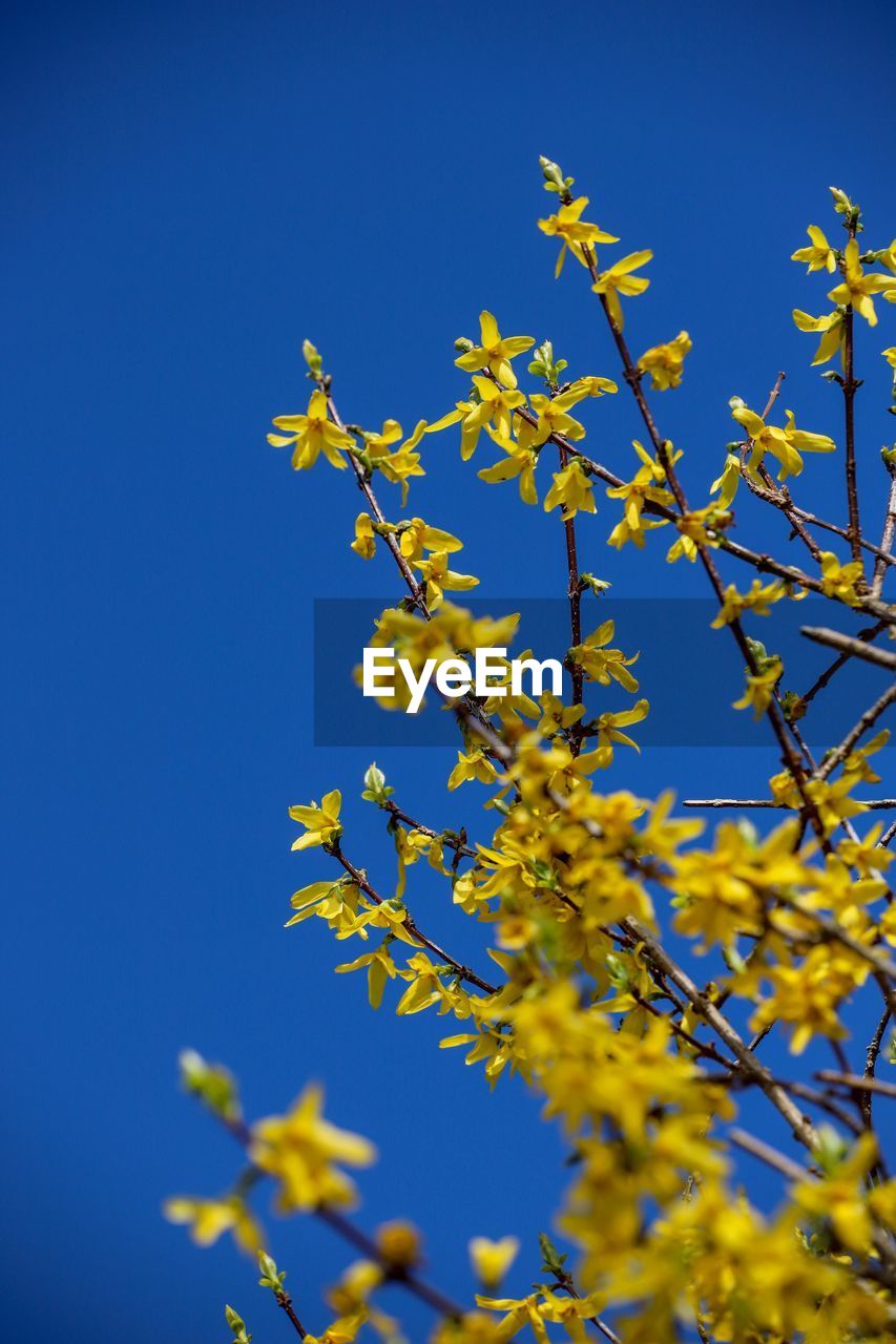 Low angle view of flowering plant against clear blue sky