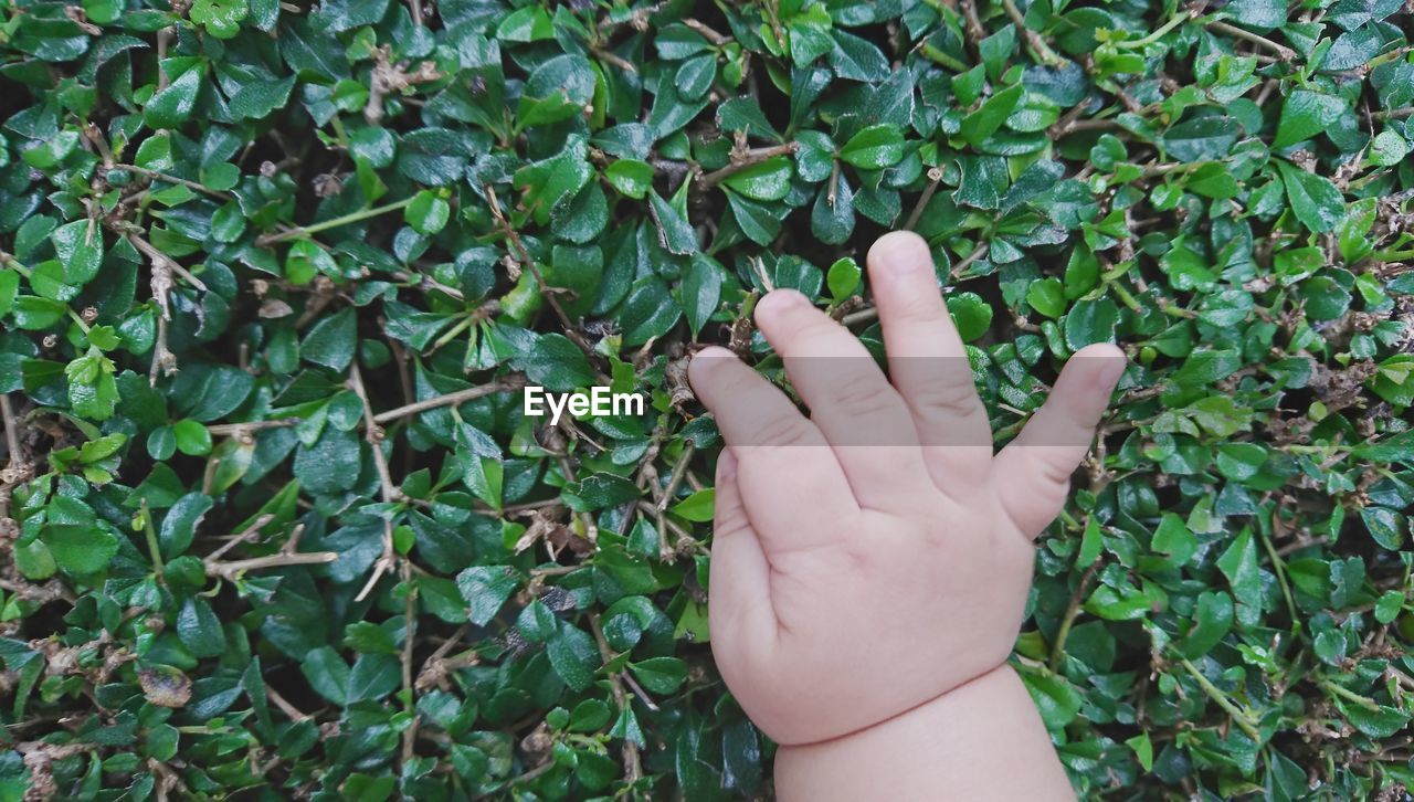 Close-up of baby's hand on plants
