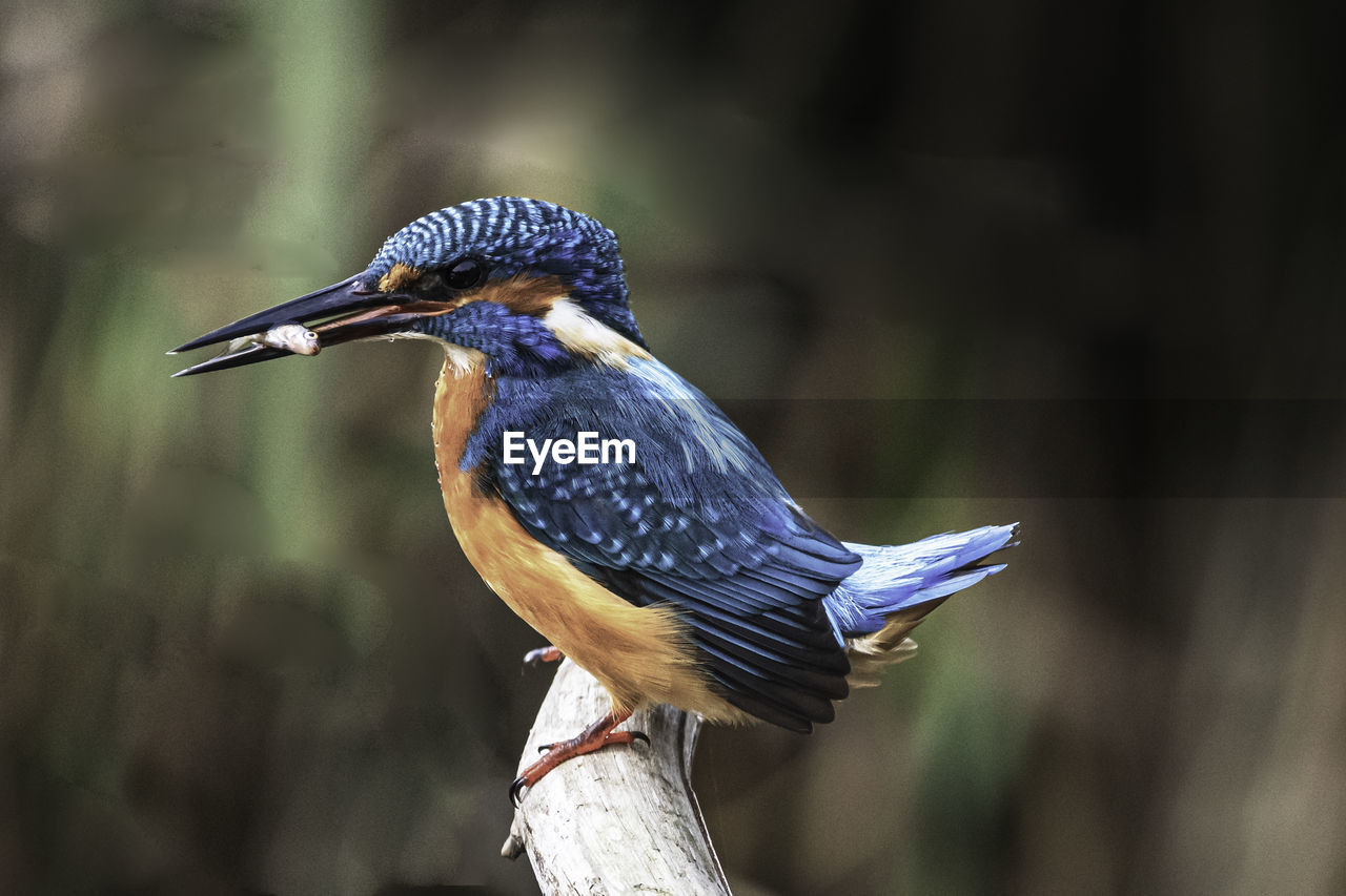 BIRD PERCHING ON A BRANCH