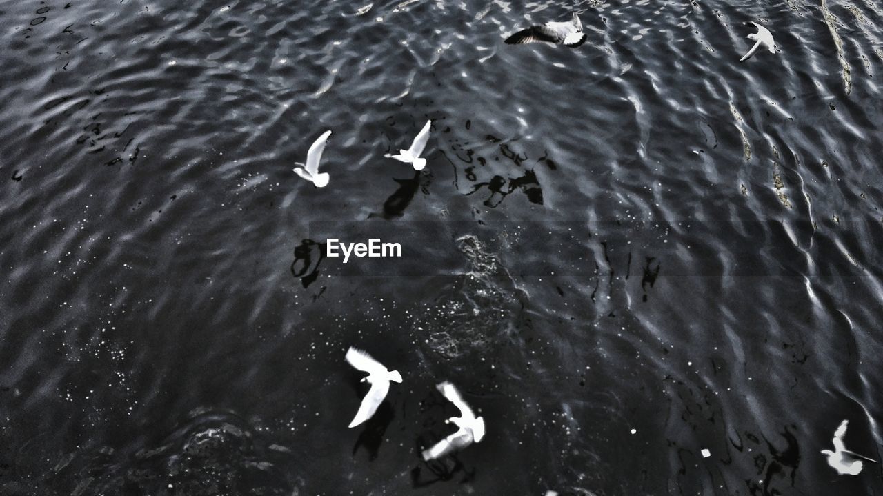 HIGH ANGLE VIEW OF SWAN SWIMMING ON LAKE