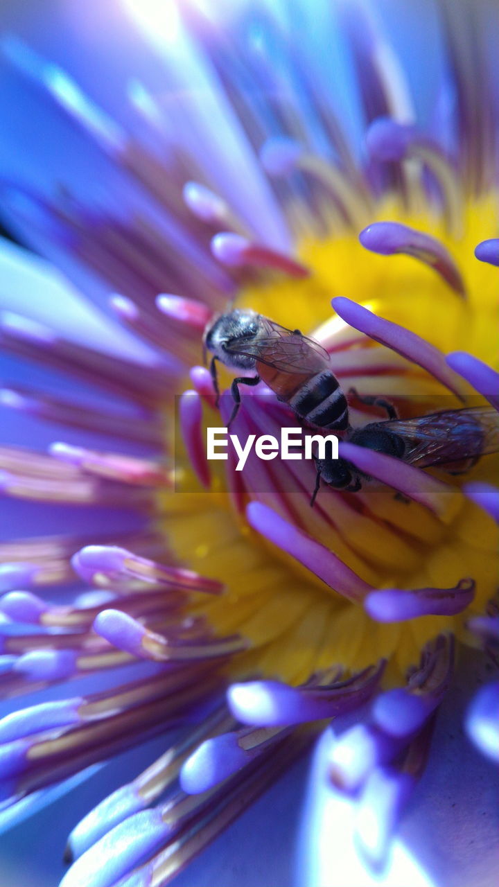 Close-up of insect on purple water lily