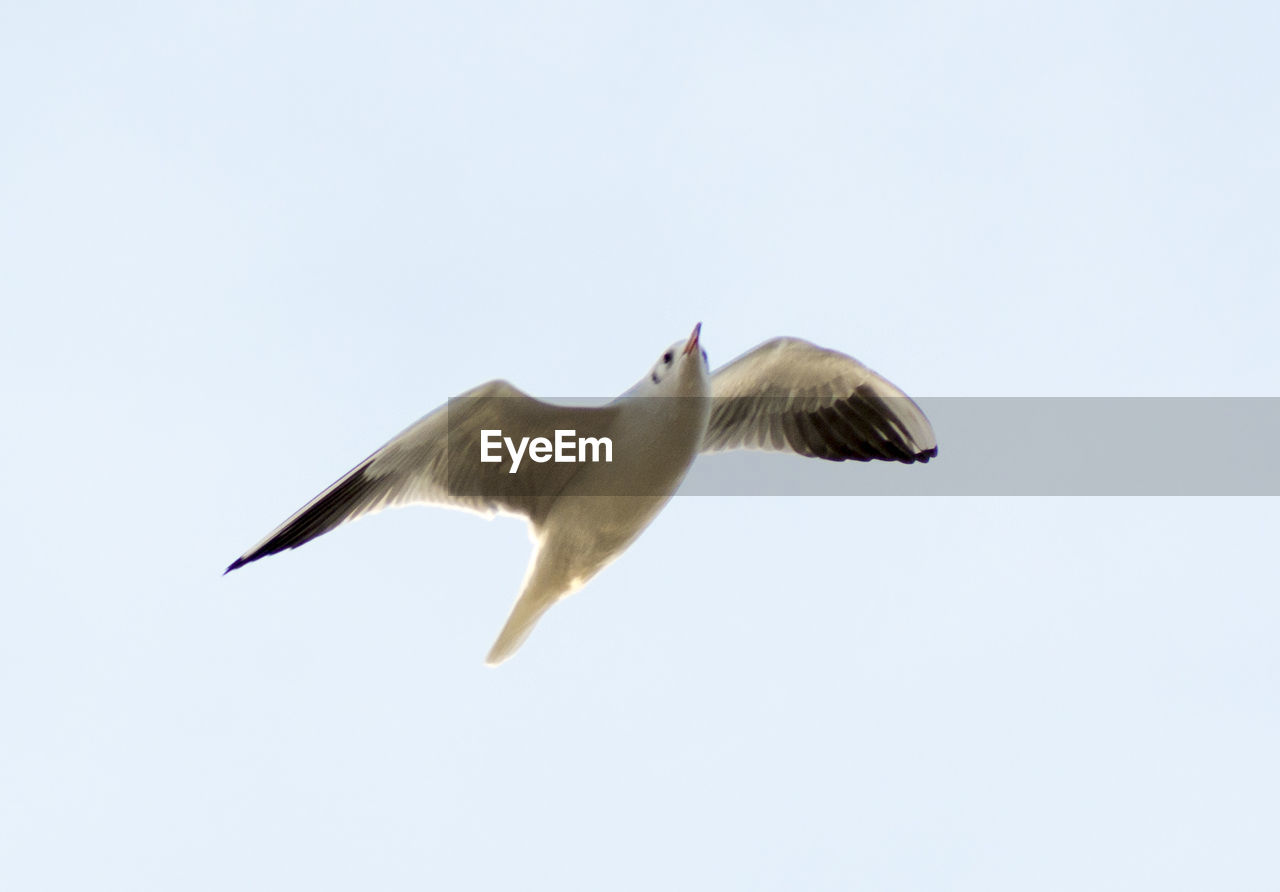 SEAGULL FLYING AGAINST CLEAR SKY