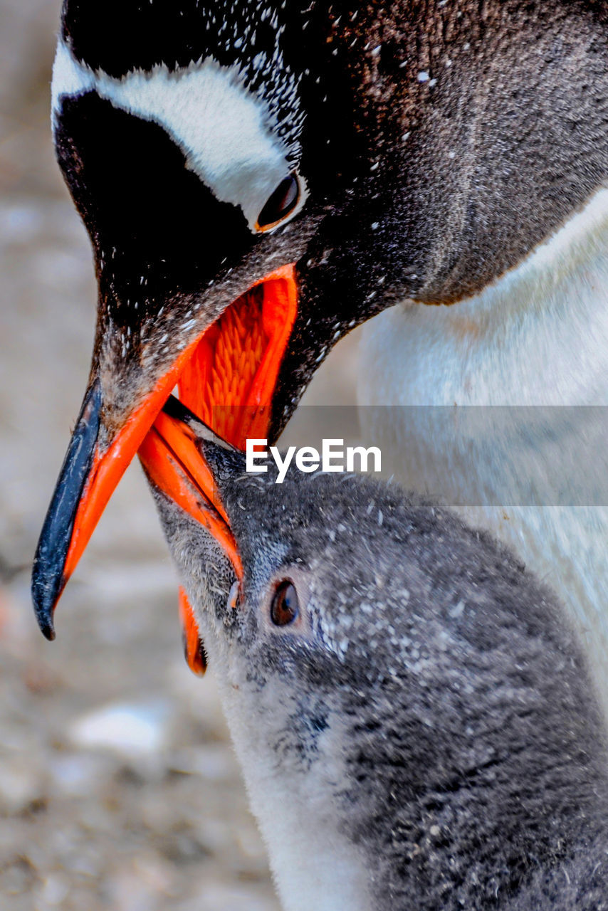 Gentoo penguin feeding chick