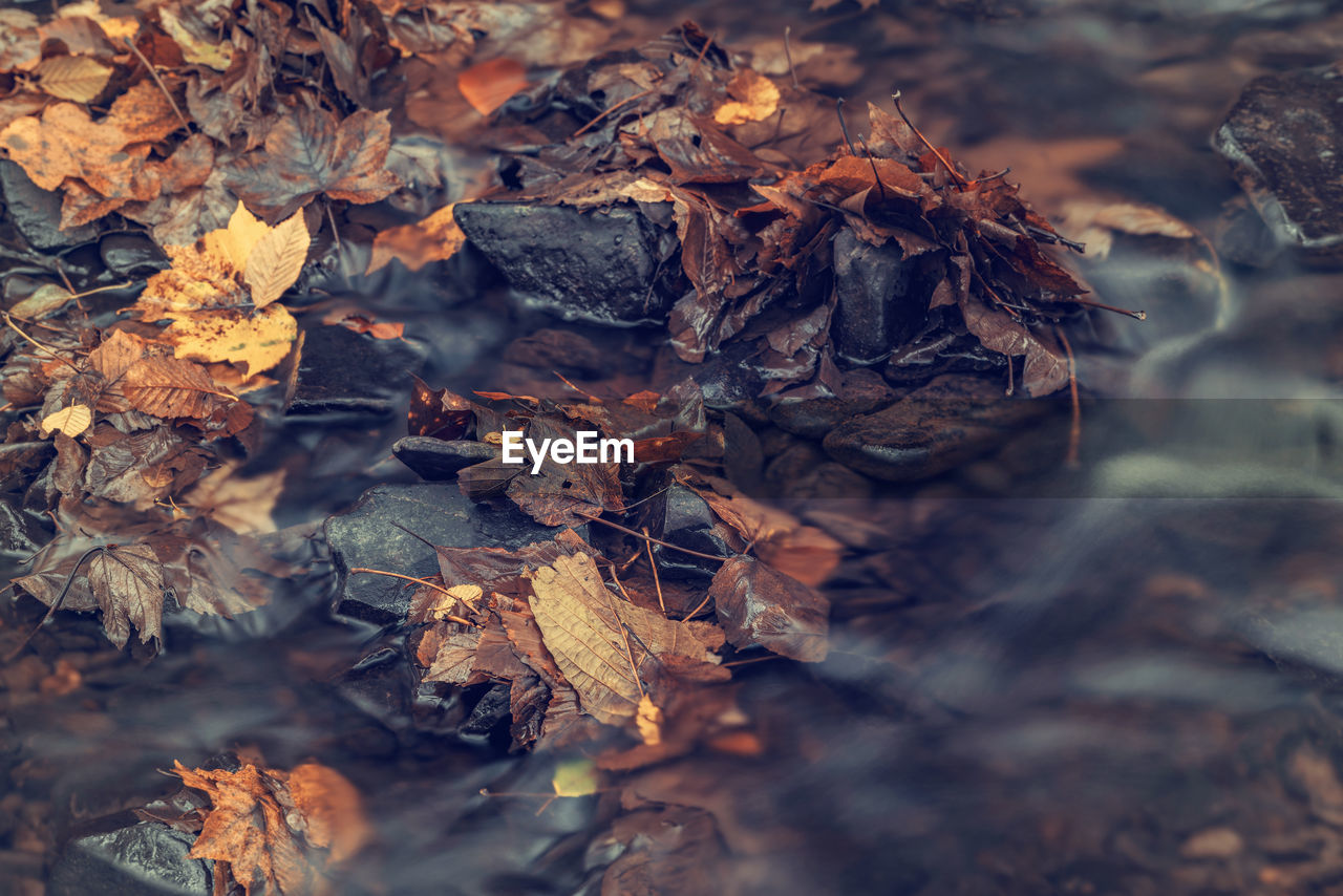 Close-up of dry leaves on a field