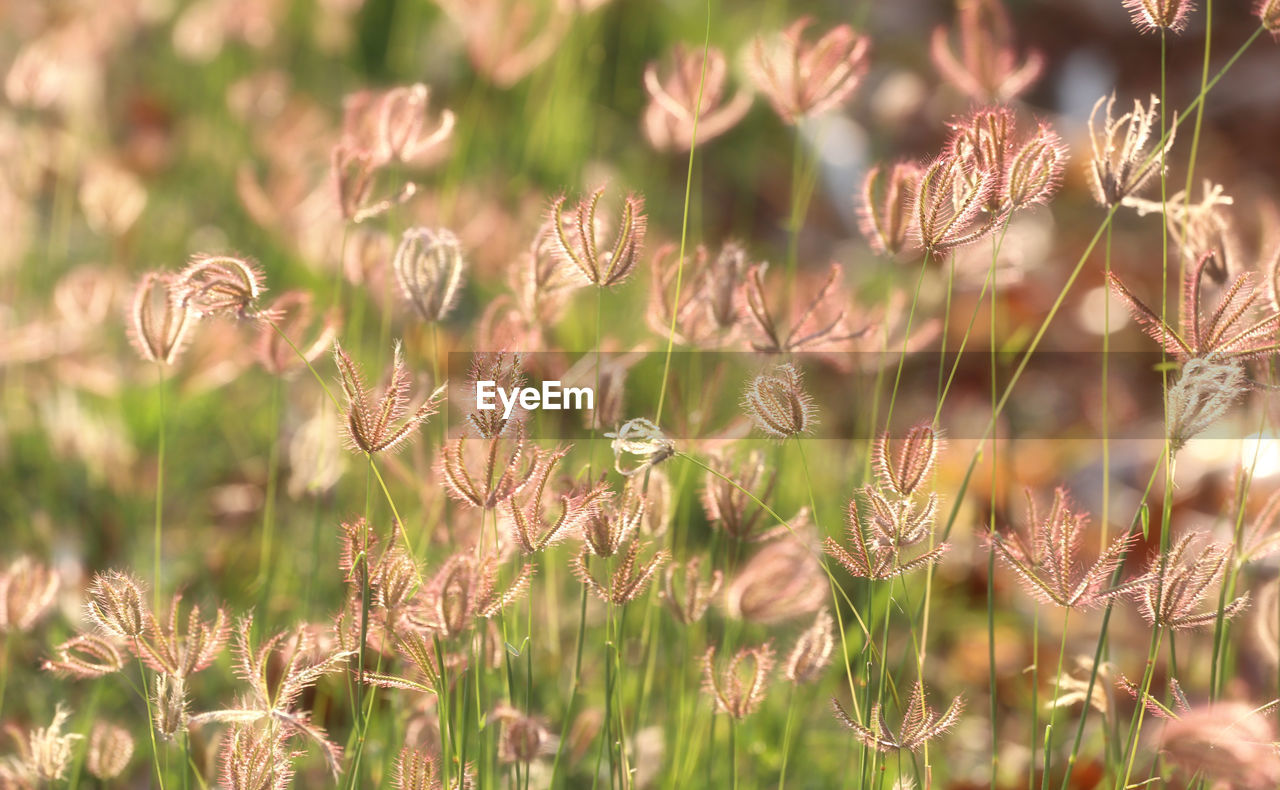 Close-up of flowering plants on field