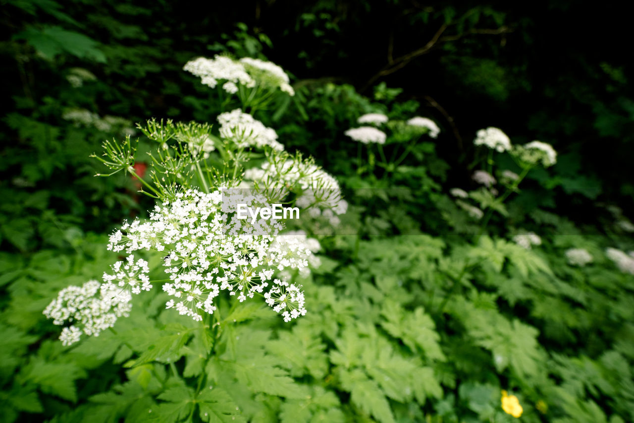 Close-up of white flowering plants on field