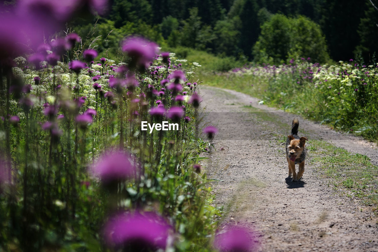 VIEW OF A DOG ON FLOWER