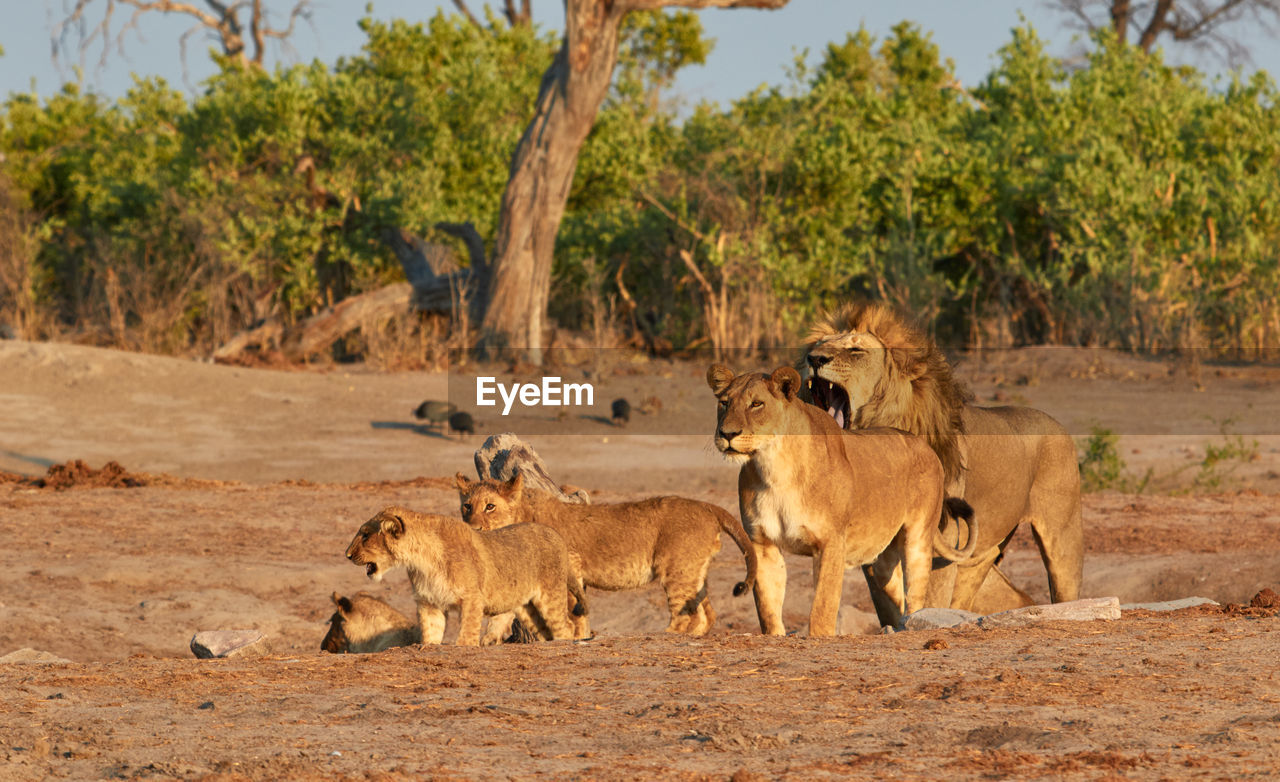 Pride of savuti lions, botswana