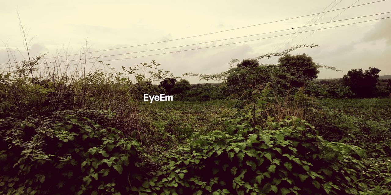 PLANTS GROWING ON FIELD