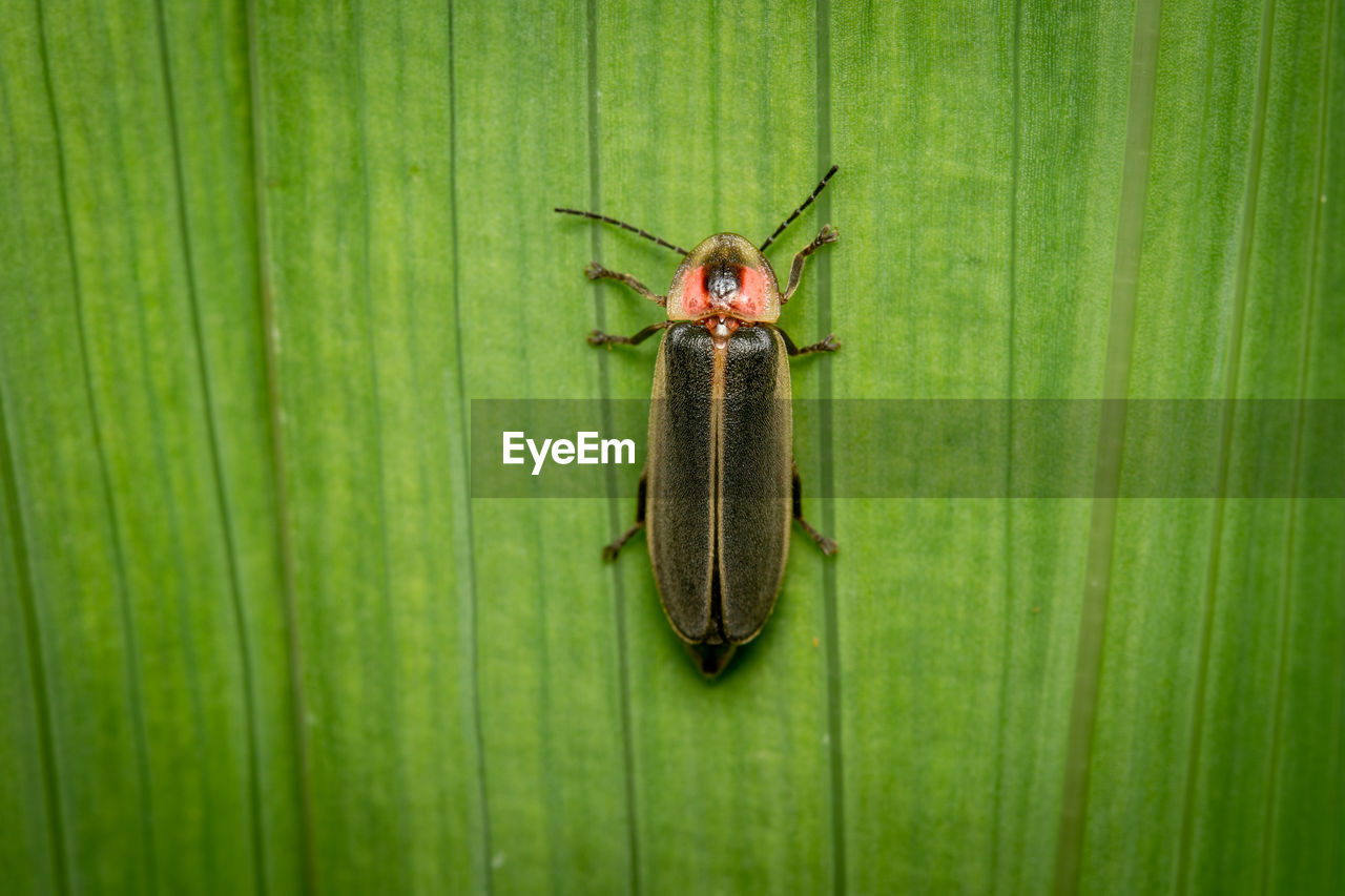 A top view of a firefly or lightning bug on a green plant.