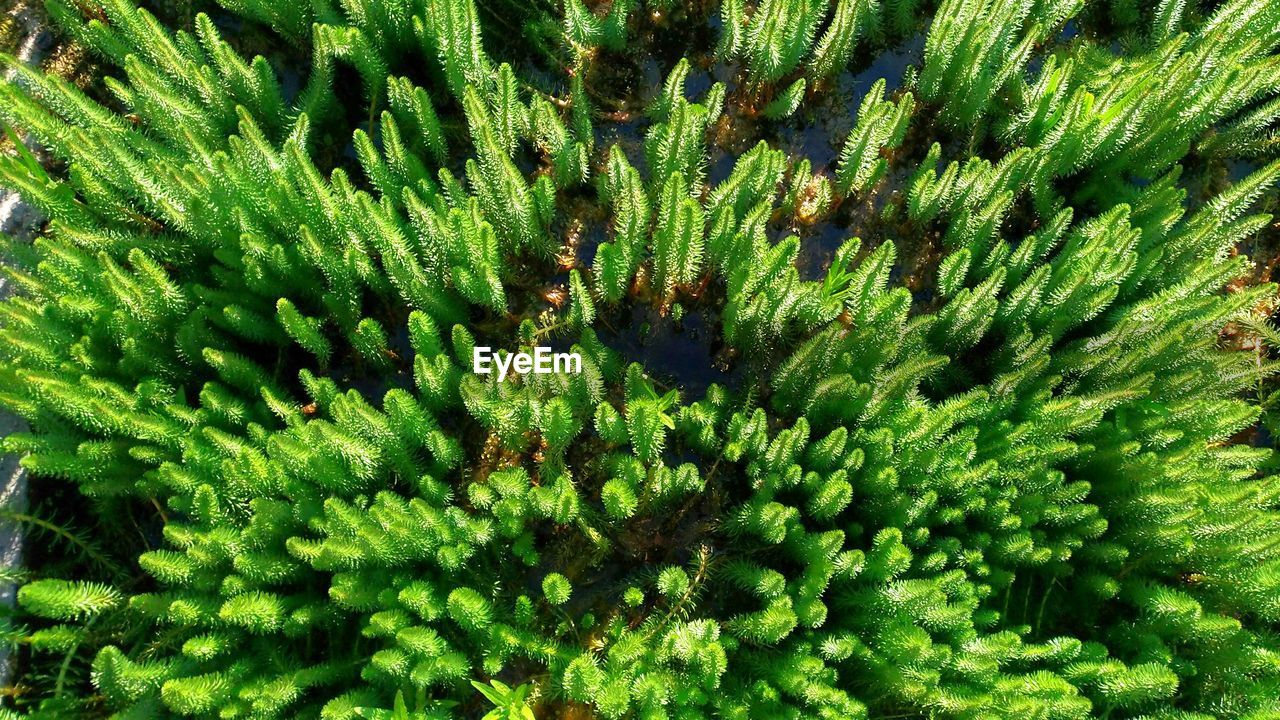 CLOSE-UP OF CACTUS