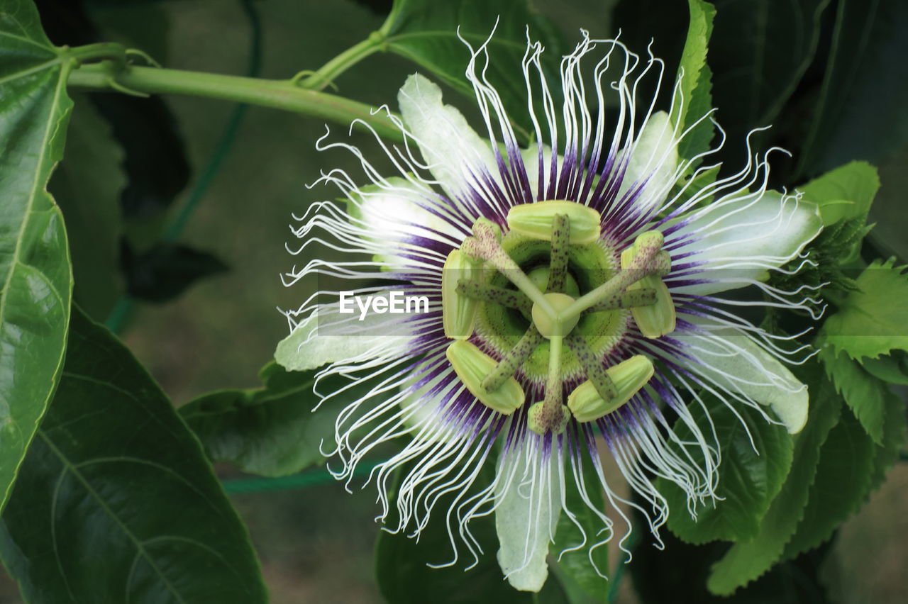 Close-up of flowers