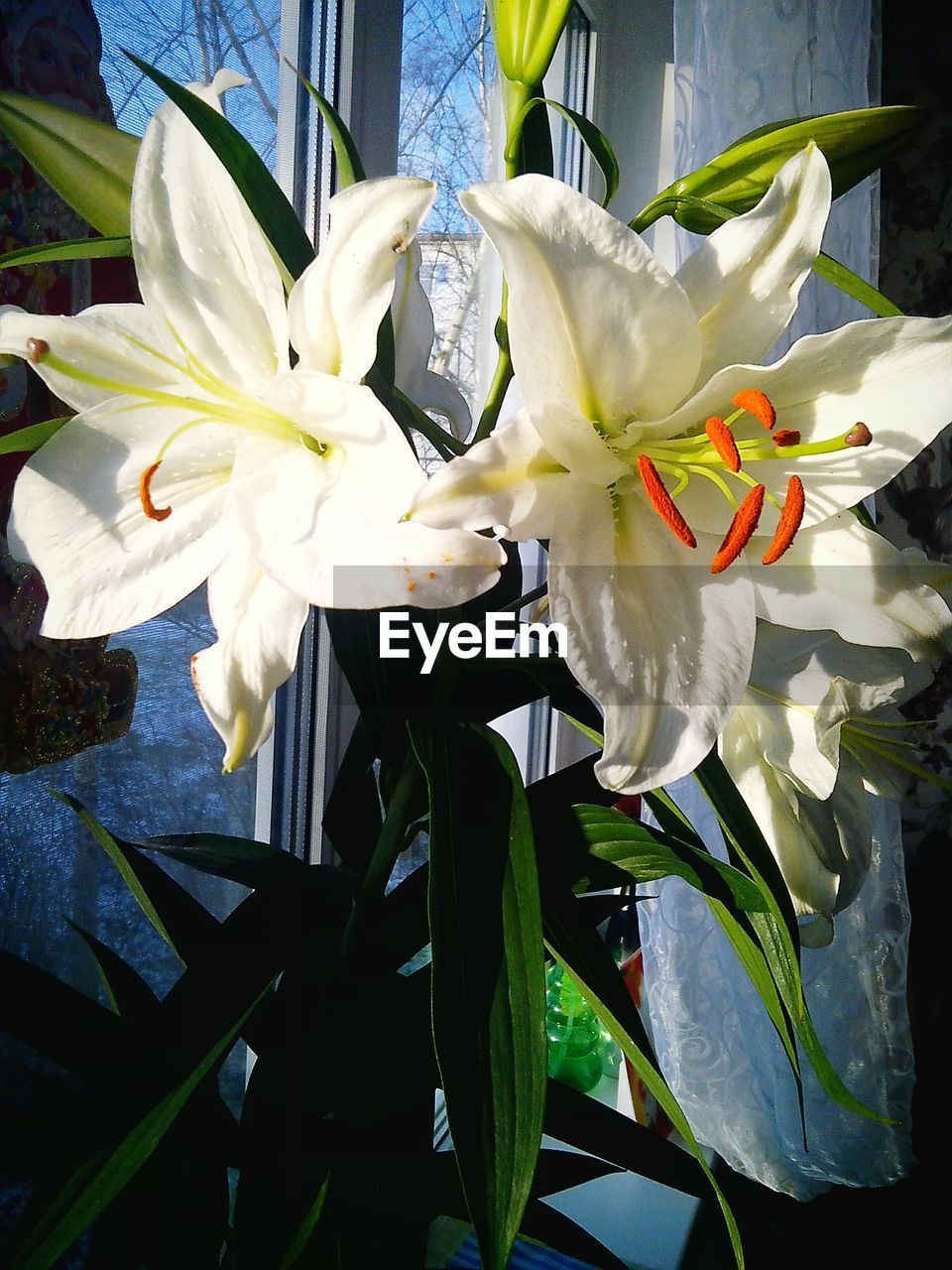 CLOSE-UP OF WHITE ROSE BLOOMING OUTDOORS