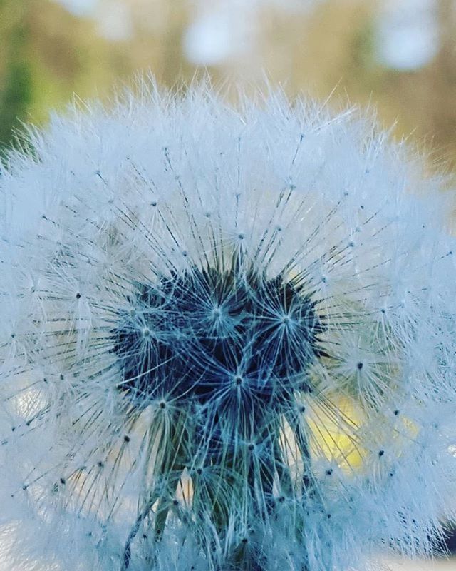 CLOSE-UP OF DANDELION GROWING ON GRASS