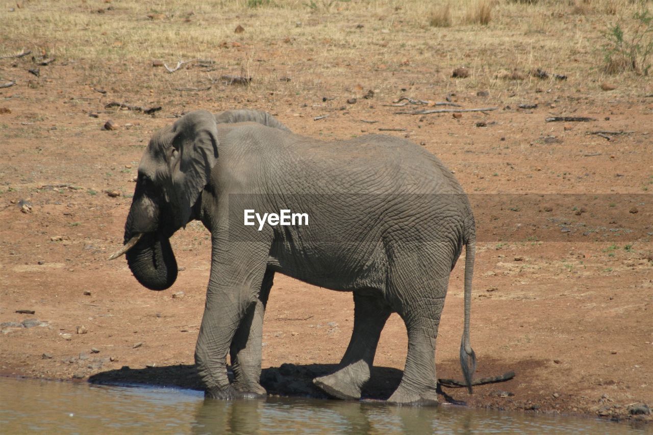 VIEW OF ELEPHANT IN WATER