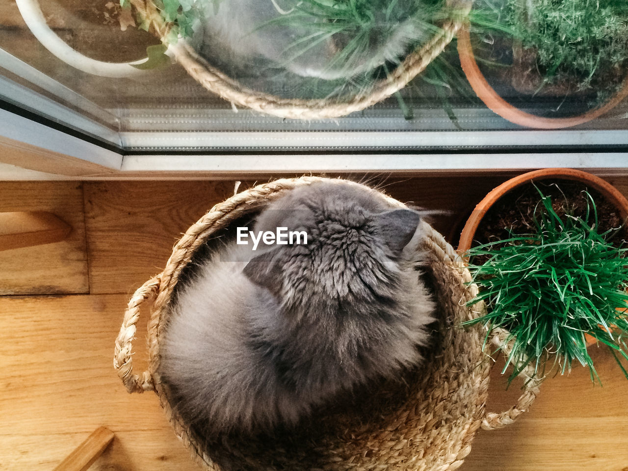 High angle view of cat in basket by window