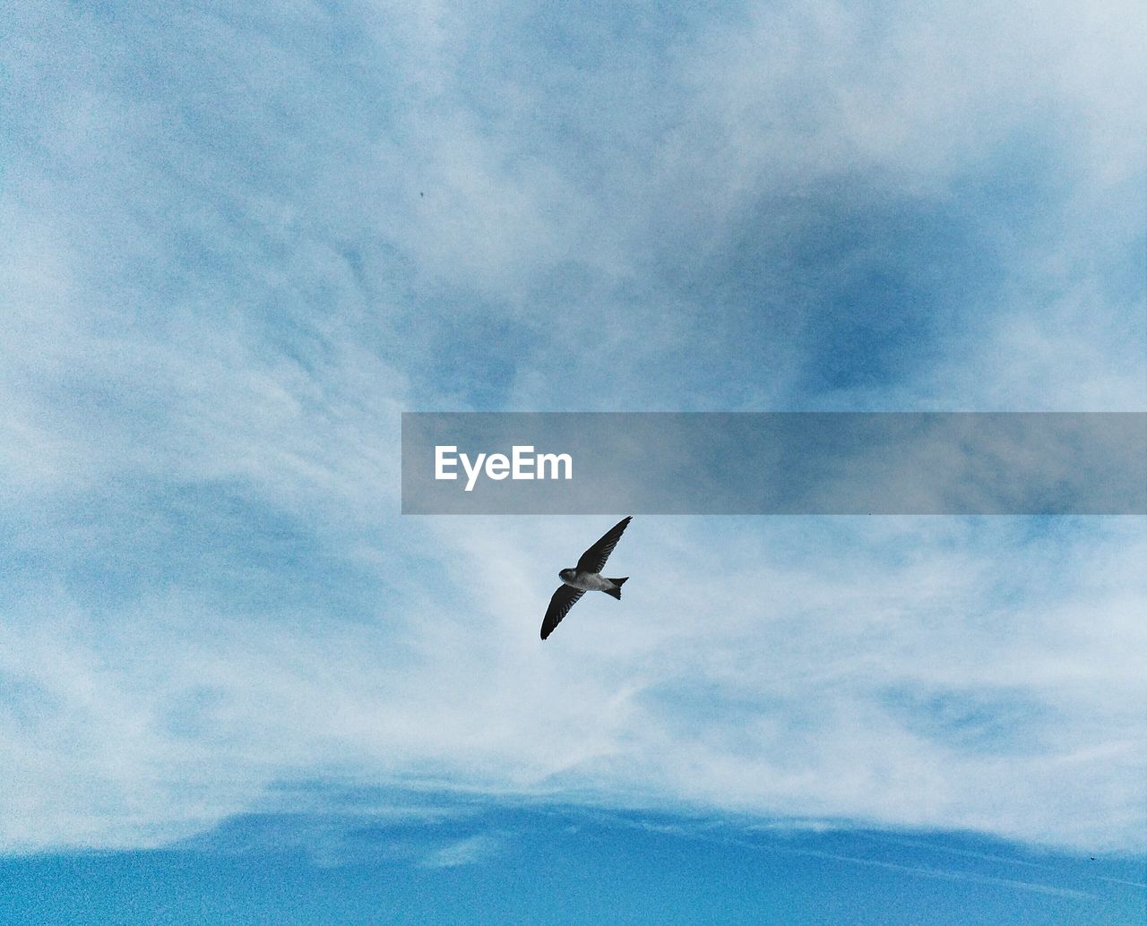 Low angle view of bird flying in cloudy sky
