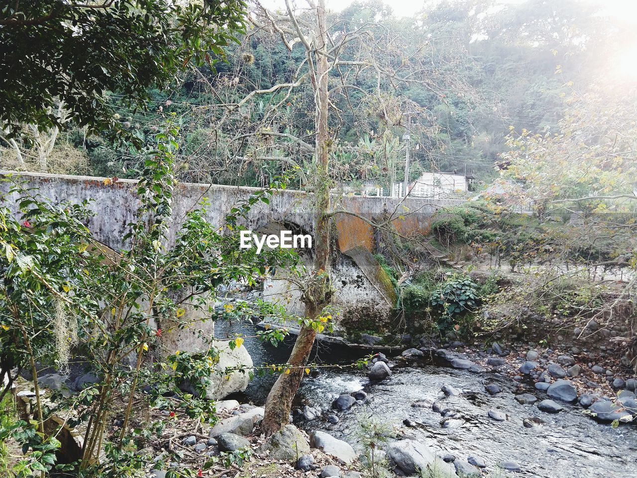 VIEW OF TREES BY RIVER IN FOREST