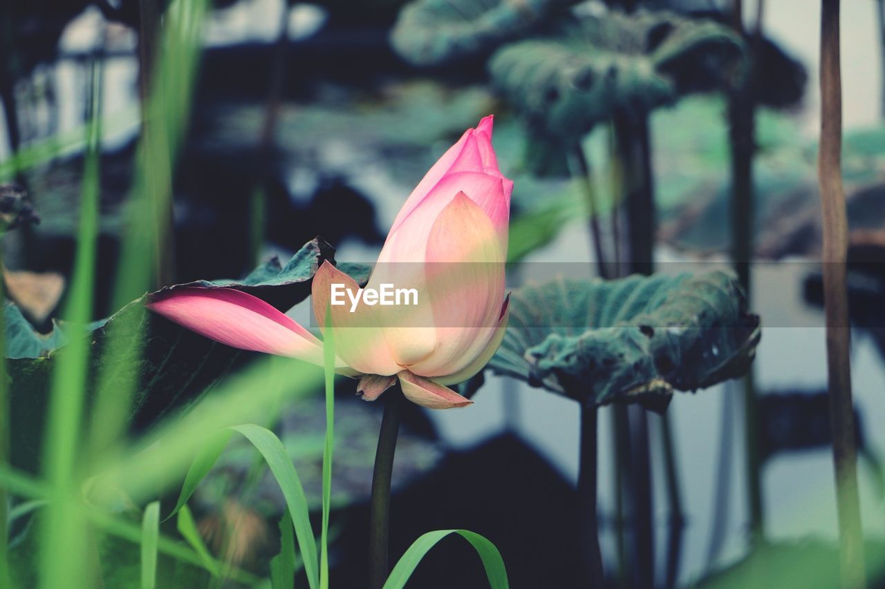 CLOSE-UP OF PINK LOTUS WATER LILY