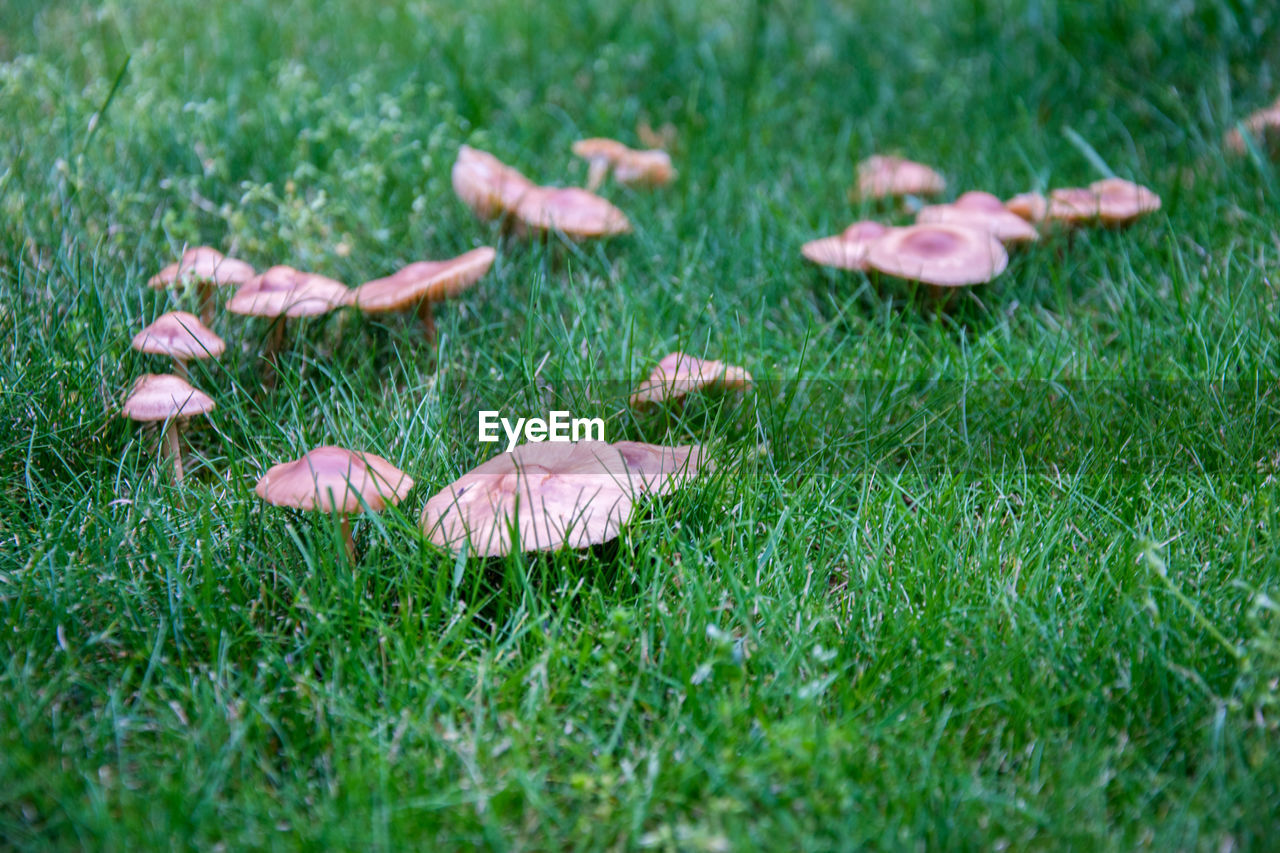 PLANT ON GRASSY FIELD