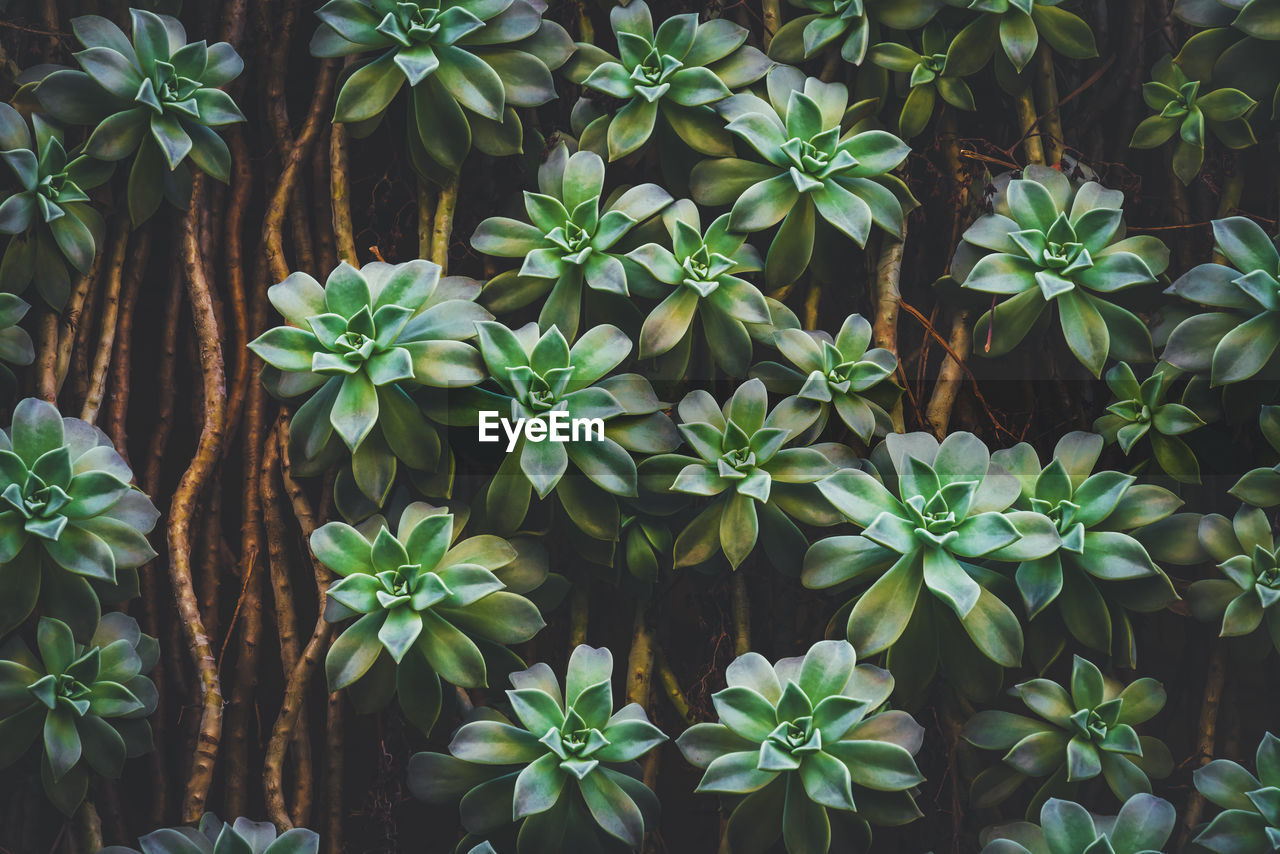 HIGH ANGLE VIEW OF POTTED PLANTS GROWING OUTDOORS