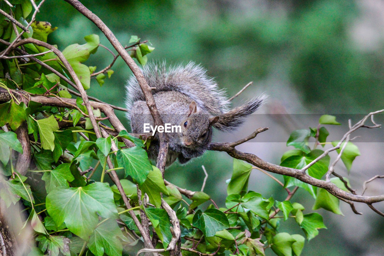 Close-up of squirrel on tree