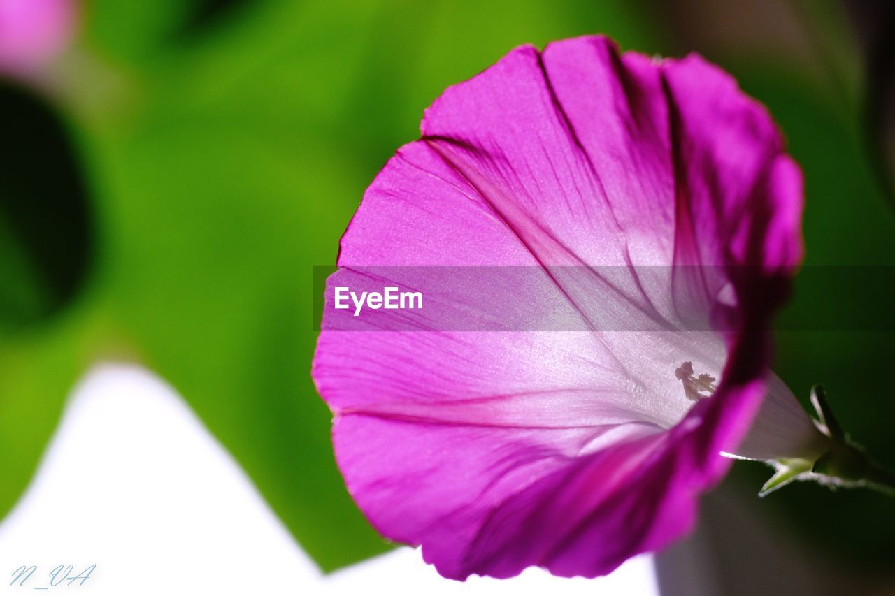 Close-up of purple flower blooming in park