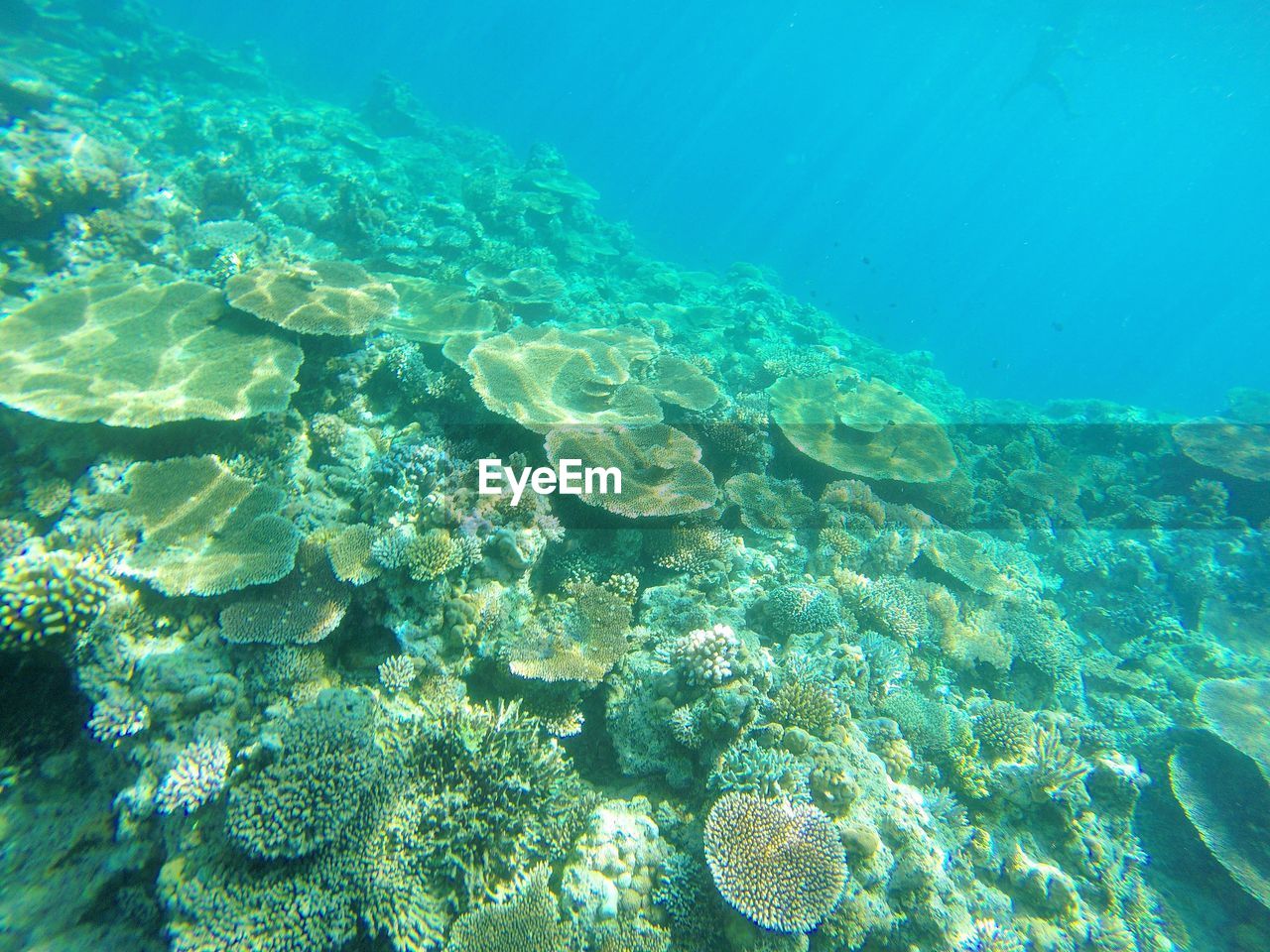 CLOSE-UP OF JELLYFISH SWIMMING UNDERWATER