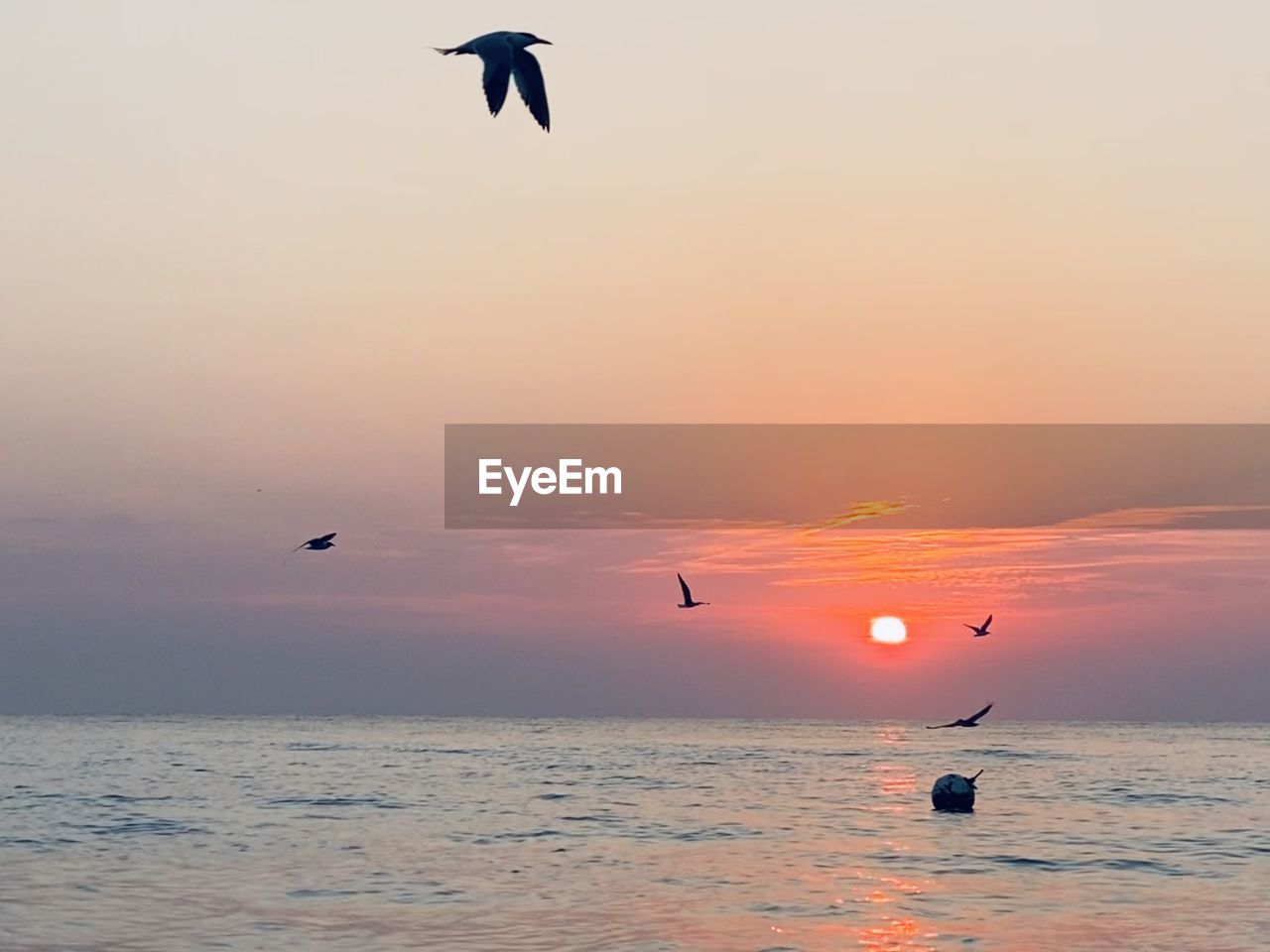 SILHOUETTE BIRD FLYING OVER SEA DURING SUNSET