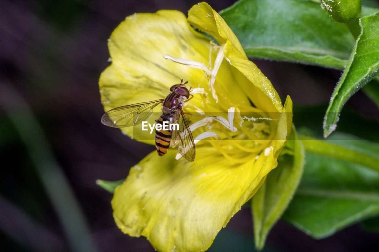 Close-up of wasp on yellow flower