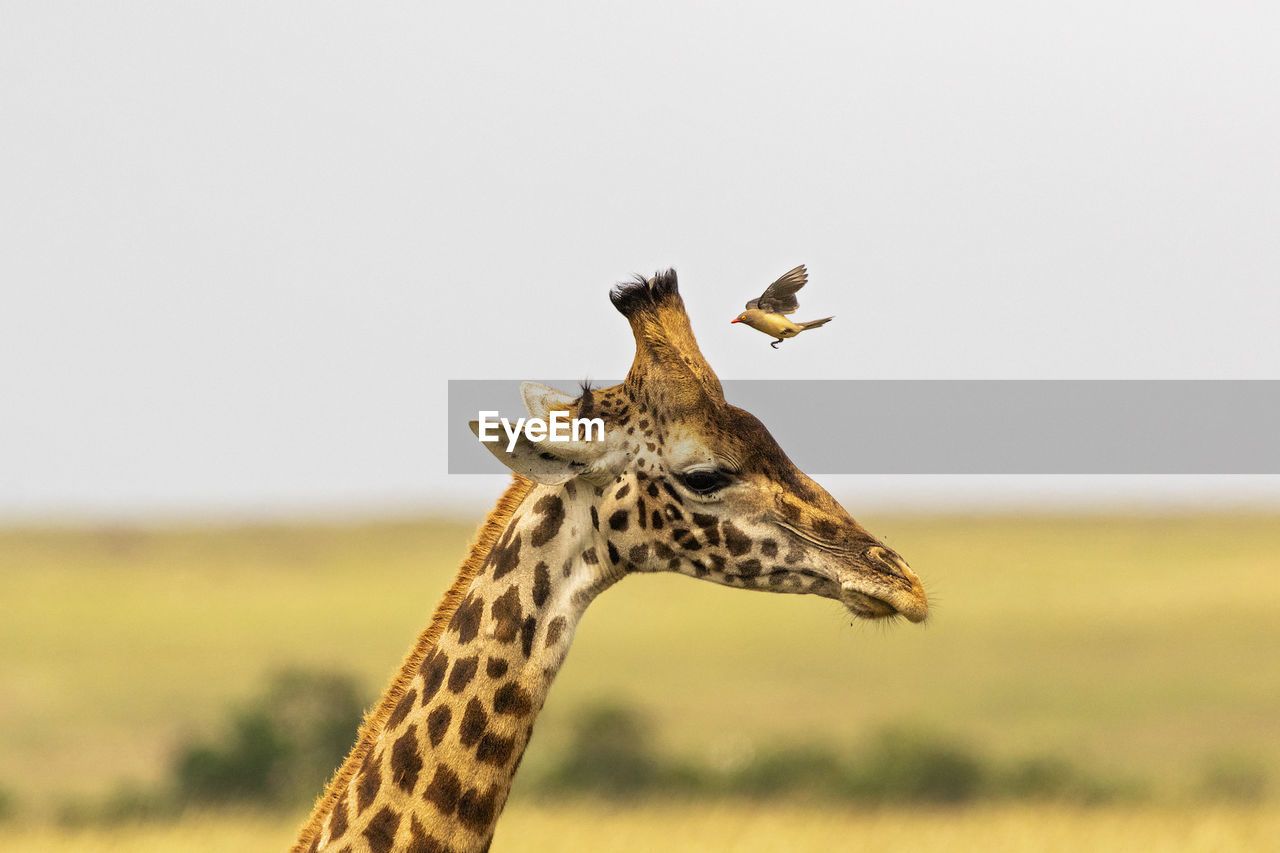 A bird lands on a  giraffe's head against clear sky