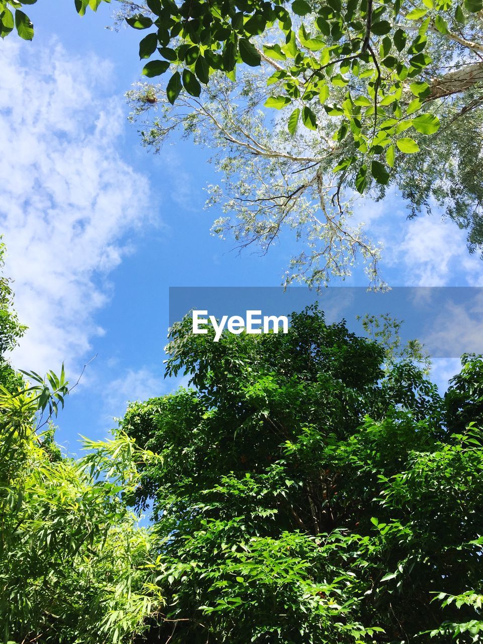 LOW ANGLE VIEW OF GREEN LEAVES AGAINST SKY