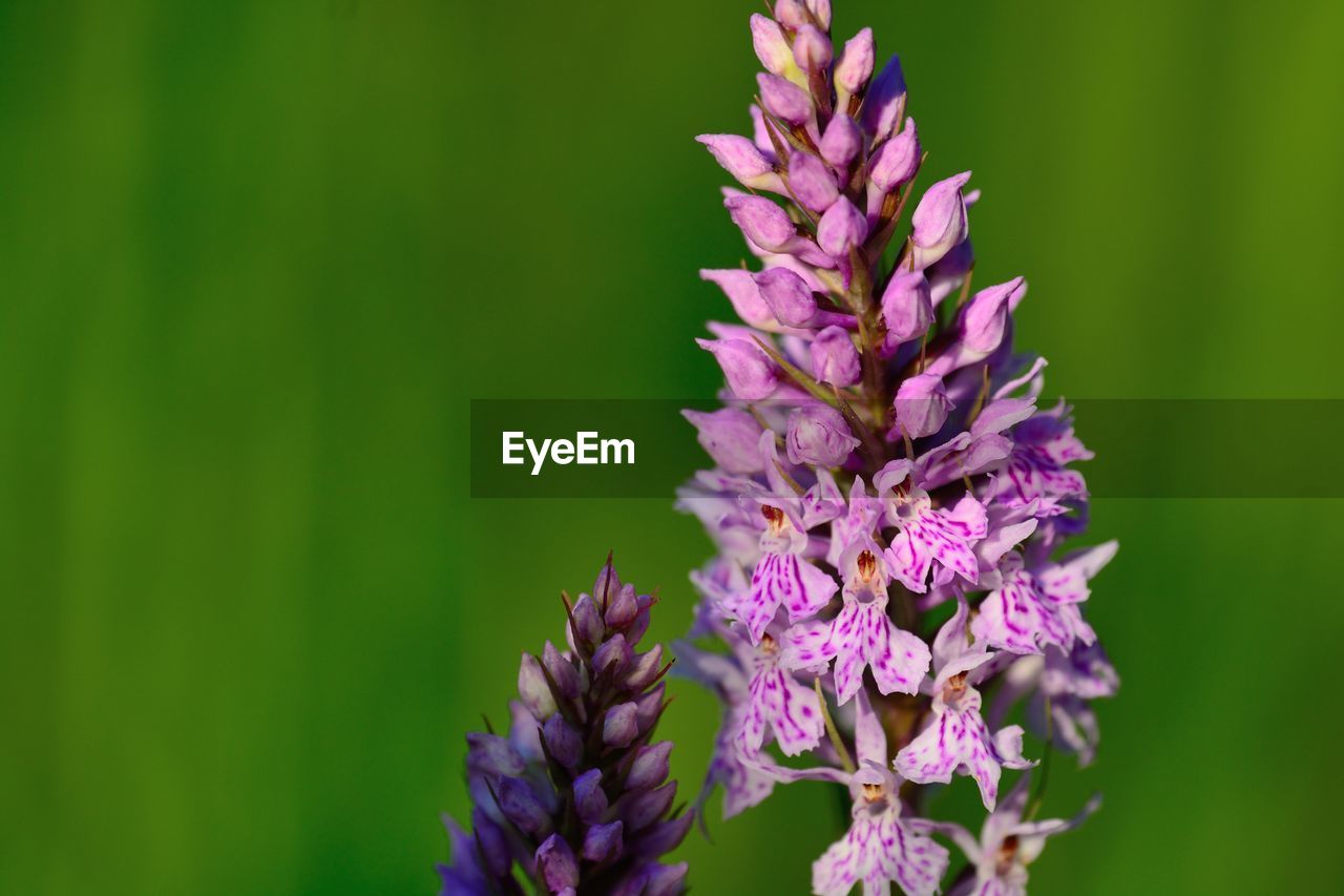 Close-up of purple flowers