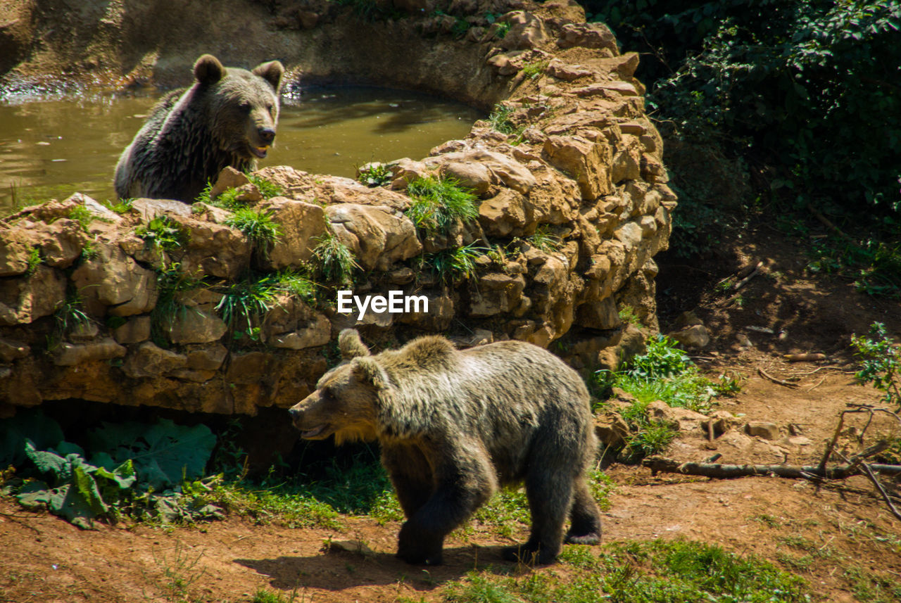 Two bears cubs playing together in the swimming pool area